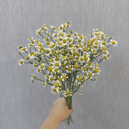 Матрикария