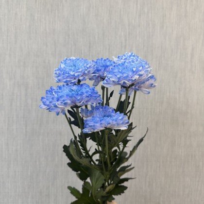 Хризантема кустовая синяя