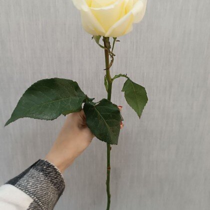 Роза Эквадор Кенделайт 50 см