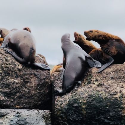 Лежбище Сивучей