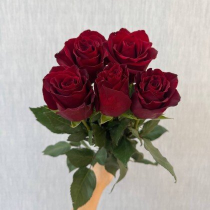 Роза Эквадор Эксплорер 60см