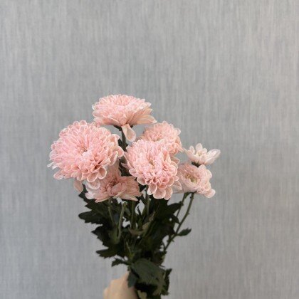 Хризантема кустовая персиковая