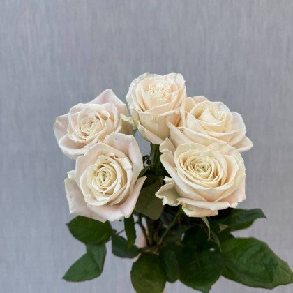 Роза Эквадор Плайя Бланка 60 см