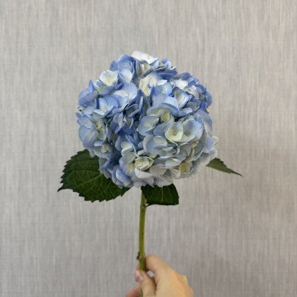 Гортензия микс