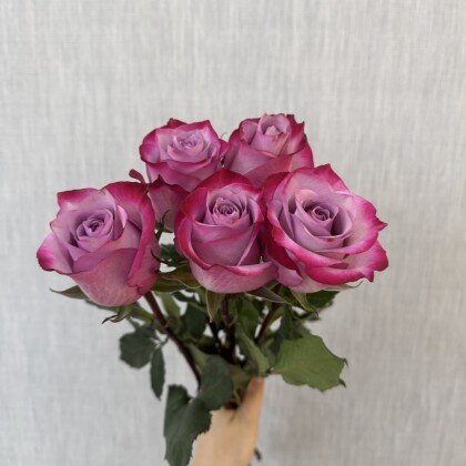 Роза Эквадор Дип Пёрпл (50см)