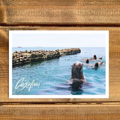 Открытка Лежбище сивучей. г. Невельск 003