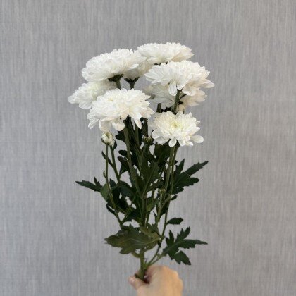 Хризантема кустовая белая