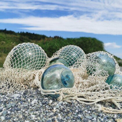 Японский кухтыль обычный средний