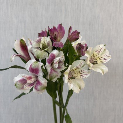 Альстромерия Mix