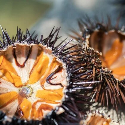 Охота на морских ежей на Сахалине