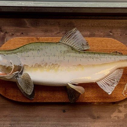 Чучело Горбуши №1