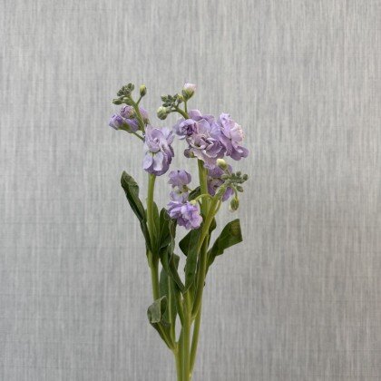 Маттиола лавандовая кустовая